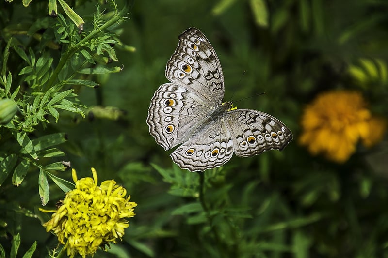 Butterfly Gardens