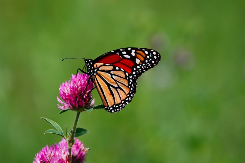 Butterfly Garden