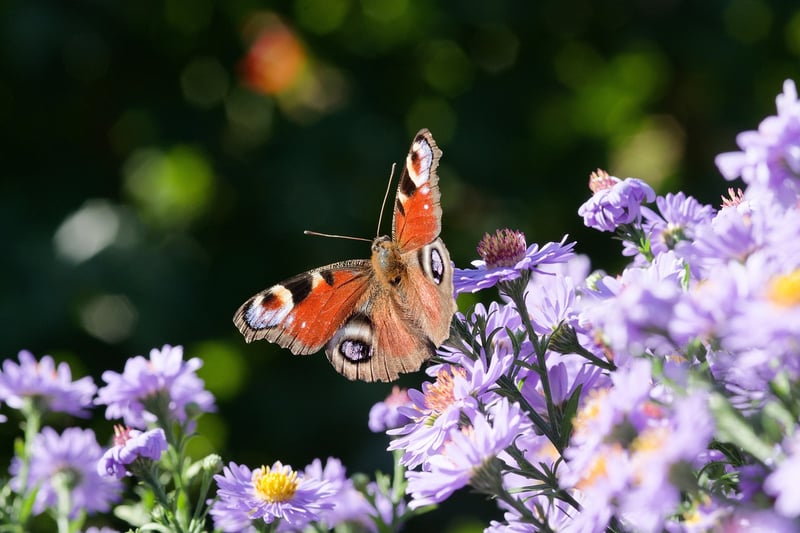 Butterfly on Flower