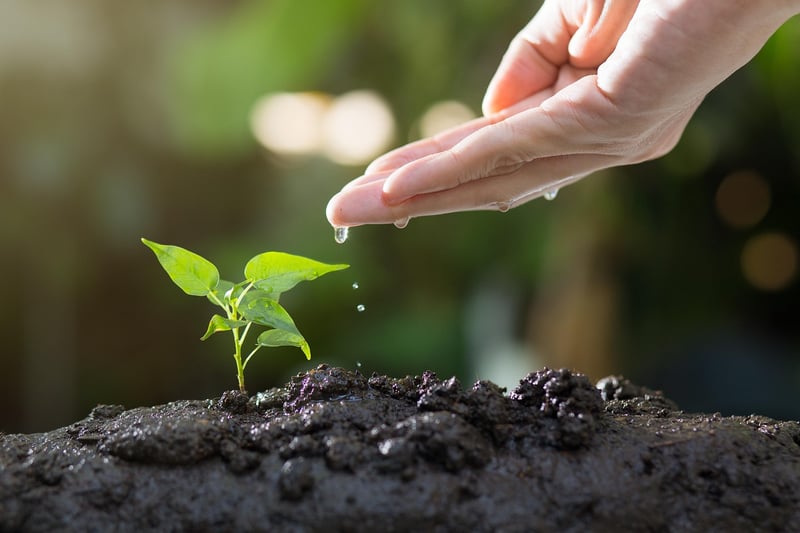 Plants and Soil