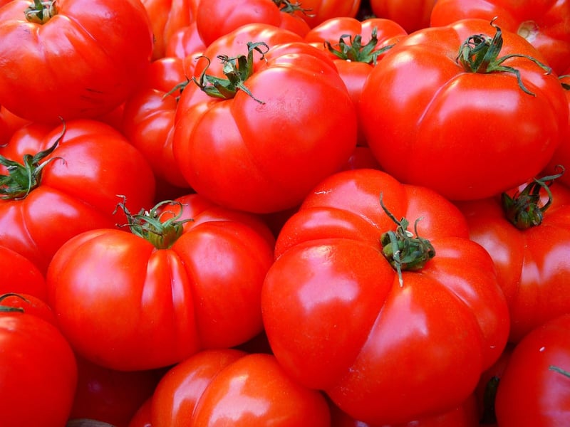 Tomatoes in a vegetable patch