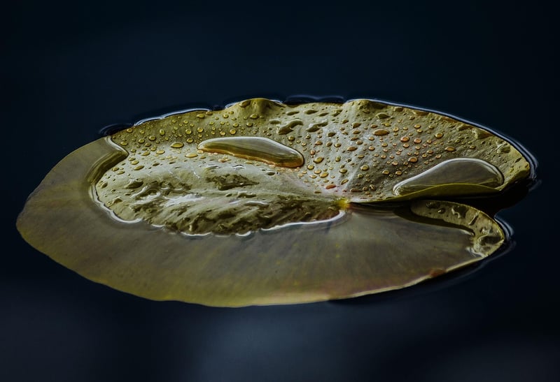 Water Lily in Pond